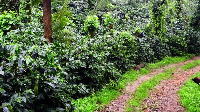 landscape view of coffee plantation in Mudigere, India