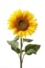 Naklejka premium Single sunflower with vibrant yellow petals and dark center, green leaves, and a long stem against a white background