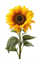 Fototapeta premium Bright yellow sunflower with green leaves against white