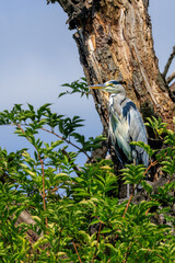 Gut getarnt im alten Hollunder beobachtet der Graureiher die frisch gemähte Wiese in der Rheinaue bei Bonn, 