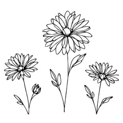 Chamomile Plants illustration, Daisy herbs Set. Line art Meadow flowers and Buds Drawing Outline Calendula stems, Aster leaves. Elegant Floral elements Hand Drawn Botanical. 