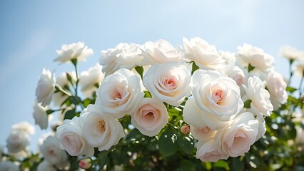 Obraz premium Close-up of white bush roses in full bloom against a soft blue sky, embodying spring garden beauty.