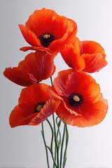 Obraz premium Close-up of five vibrant orange-red poppies, detailed petals and centers, delicate stems against a plain white backdrop