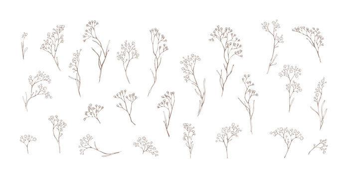 Set of limonium flowers. Hand drawn line leaves branches and blooming. Wedding elegant wildflowers for invitation save the date card. Vector trendy