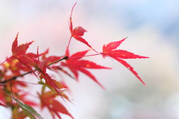 美しい秋の紅葉