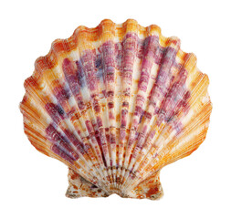 Collecting seashells on the beach coastal landscape view isolated on transparent background
