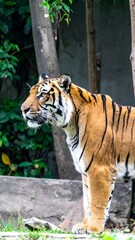 Fototapeta premium Tiger in profile, jungle backdrop