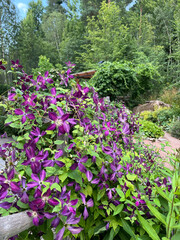 garden with flowers