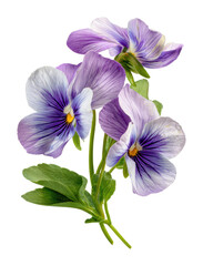 Blooming purple pansy flowers nature environment isolated on transparent background