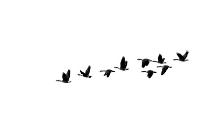A group of migrating birds, silhouetted against an unseen lake horizon, isolated on Transparent Background