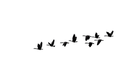 A group of migrating birds, silhouetted against an unseen lake horizon, isolated on Transparent Background