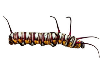A vibrant yellow caterpillar, a monarch butterfly larva, crawls on a white background, a macro close-up of a tiny insect from nature
