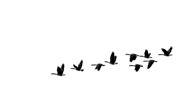 A group of migrating birds, silhouetted against an unseen lake horizon, isolated on Transparent Background