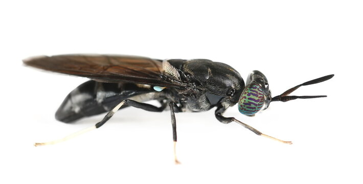 Insect black soldier fly, Hermetia illucens, isolated on white, side view, clipping