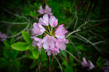 Rhododendron catawbiense flowers in the park. Natural light.