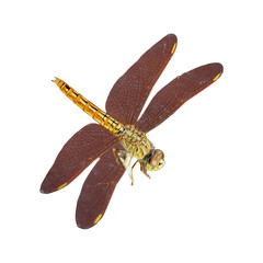 A colorful dragonfly insect with delicate wings is isolated on a clean white background 