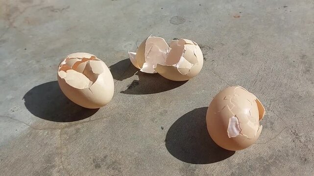 Close-up footage of a cracked and broken free-range chicken eggshell, showcasing natural texture and authentic details.