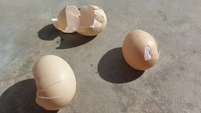 Close-up footage of a cracked and broken free-range chicken eggshell, showcasing natural texture and authentic details.