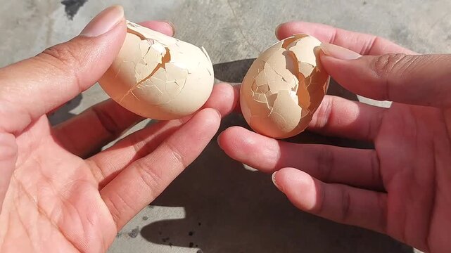 Close-up footage of a cracked and broken free-range chicken eggshell, showcasing natural texture and authentic details.