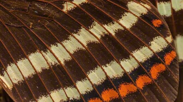 Closeup of butterfly wing with brown white and orange stripes in a repeating pattern