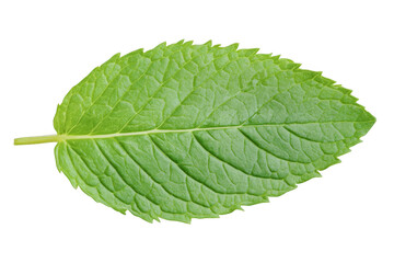 Obraz premium Fresh green mint leaf close-up photography, herbal plant ingredient, culinary herb, aromatic plant, natural flavor isolated on transparent background