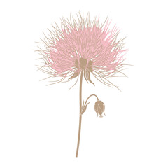Fototapeta premium A unique pale pink flower illustration, detailed botanical drawing, Close-up illustration of a delicate desert flower with a long stem