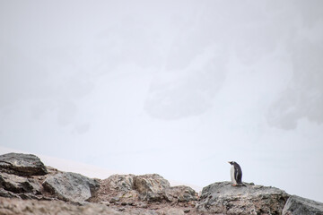 A lone gentoo penguin stands atop a rocky outcrop, surveying its surroundings under a cloudy sky.