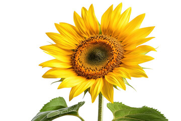 High resolution sunflower image download, yellow petals, green leaves, floral design element, summer flower, garden plant isolated on transparent background