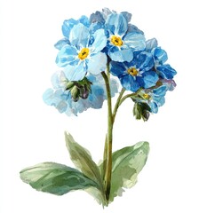 Obraz premium Detailed illustration of forget-me-not flowers