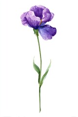 Single purple iris, watercolor style, on white background