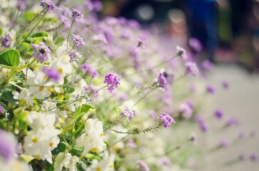 Vibrant Purple and White Flowers in Soft Focus