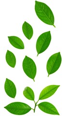 Vibrant green leaves arranged against a white background