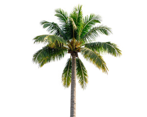 Fototapeta premium Tall Adonidia Palm Tree PNG