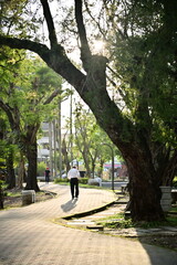 Fototapeta premium Massive tree trunk beside walking path with person in distance, dappled sunlight creating dramatic shadows on peaceful park trail in natural setting.