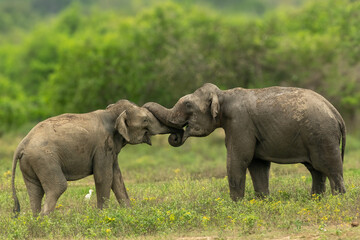 Fototapeta premium Asian elephants Sri Lanka 