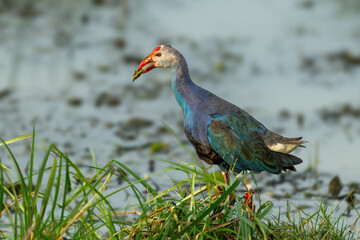 Greay-headed swamphen Sri Lanka 