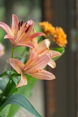 Close-up of Pink and Orange Lilies
