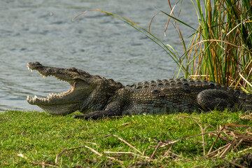 Swamp Crocodile in Sri Lanka warming up 