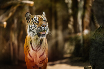 Sumatran tiger, wild animal. Big cat