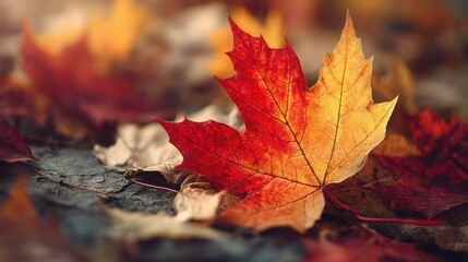 Close up of a brightly colored autumn maple leaf with red and orange hues on a background of blurry fall foliage for autumn season