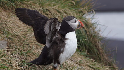 Atlantic Puffin at Vestmannaeyjar Iceland