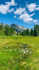 Beautiful summer landscape in the Italian Alps. Meadows and Scheuchzer's cottongrass flowers near Bog of Gattascosa in the Bognanco Valley, Piedmont, Italy