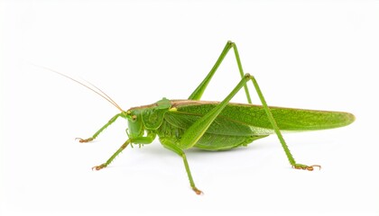 Fototapeta premium Great green bush-cricket