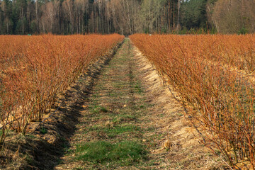 Obraz premium A well-maintained blueberry farm with neat rows of bushes