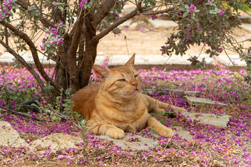 Portrait of a ginger cat resting under a tree.

