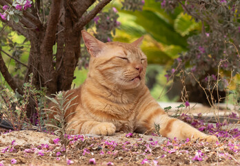 Portrait of a ginger cat resting under a tree looking calm.
