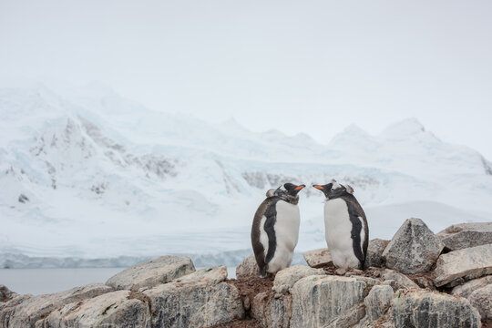 Two Gentoo penguins stand on a rocky outcrop, their black and white plumage contrasting against the snowy mountains in the background. - Powered by Adobe