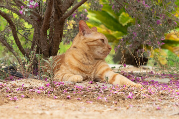 Portrait of a ginger cat resting under a tree with pink leaves on the ground.

