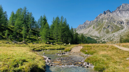 Beautiful mountain landscape with a small river and woods of larches in Val Buscagna, in the Alpe Devero National Park, Piedmont, Italy