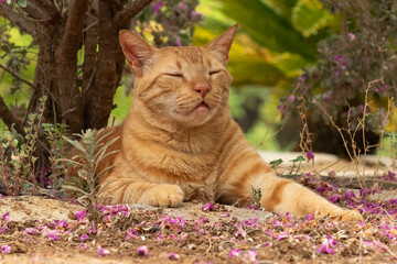 Portrait of a ginger cat resting under a tree with pink leaves on the ground. Close up look.
